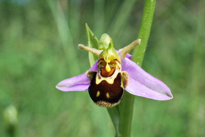 Ophrys apifera: alcune variet del Veneto